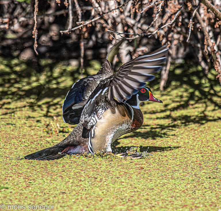 Wood duck in flight, landing, Lincoln Road.