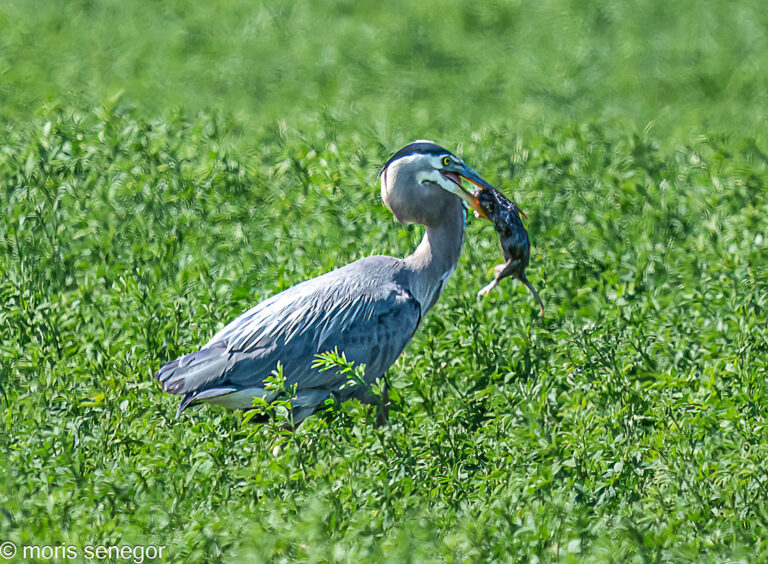 Great blue heron with a captured rodent about to be swallowed, Howard Road, French Camp.