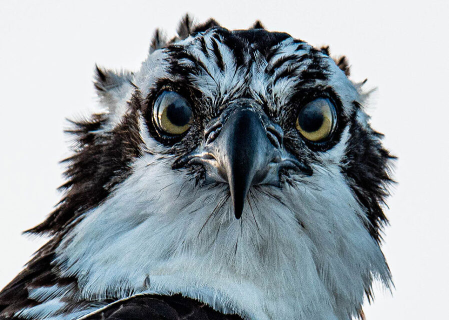 PHOTOGRAPHING OSPREYS