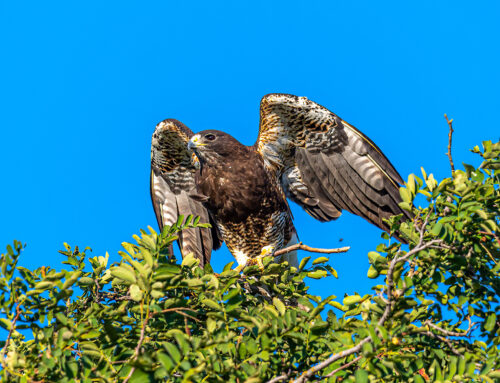 HAWKS AT THE HOSPITAL