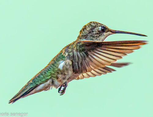 Hummingbirds, a Photographic Journey