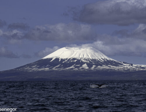 Alaska Whales, A photo Adventure