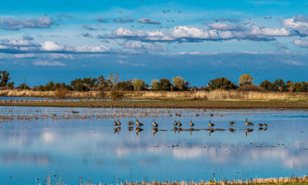 WILDLIFE IN SAN JOAQUIN COUNTY WATERFOWL AND WADING BIRDS