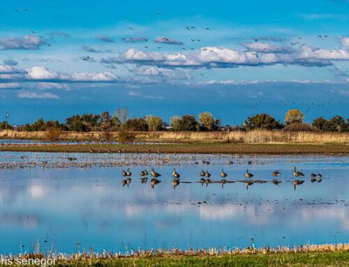 Wildlife in San Joaquin County Waterfowl & Wading Birds