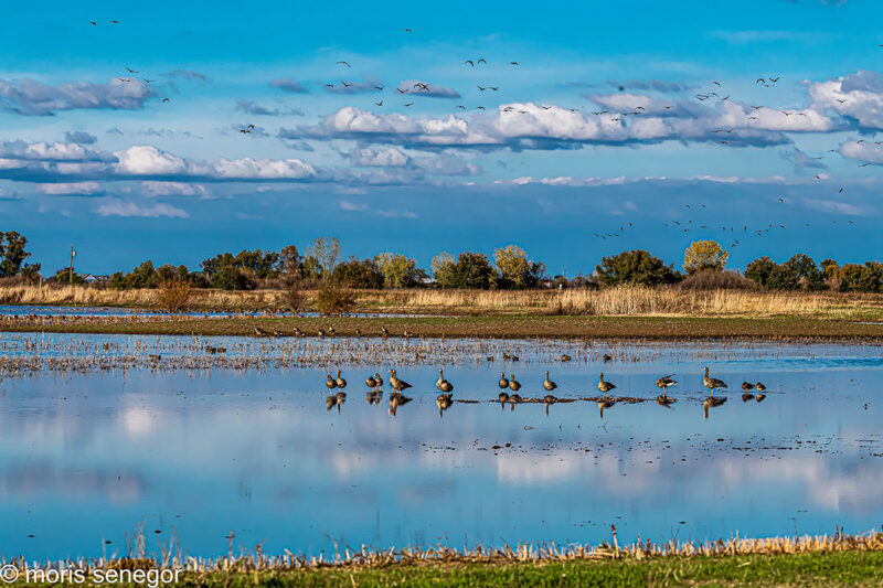 WILDLIFE IN SAN JOAQUIN COUNTY WATERFOWL AND WADING BIRDS