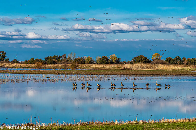 White fronted geese in a flooded field along Desmond Road, Cosumnes.