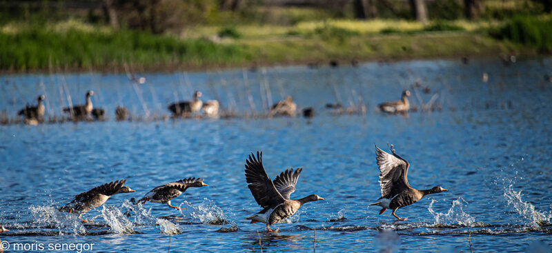 Geese taking off from a flooded field along the Wetlands Trail, Cosumnes.