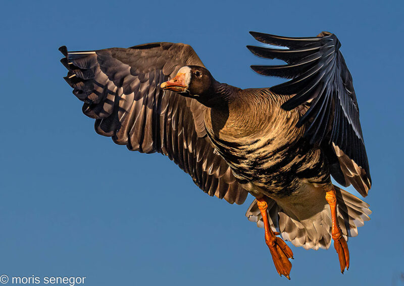 White fronted goose in flight, Cosumnes.