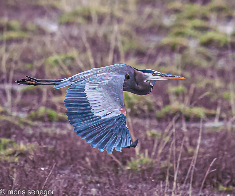 Great Blue Heron flying along Staten Island Road.