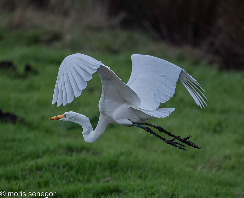 Great Egret in flight, Staten Island Road.