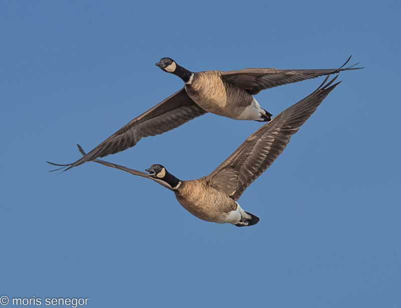 A pair of Canada Geese in flight, Staten Island Road.