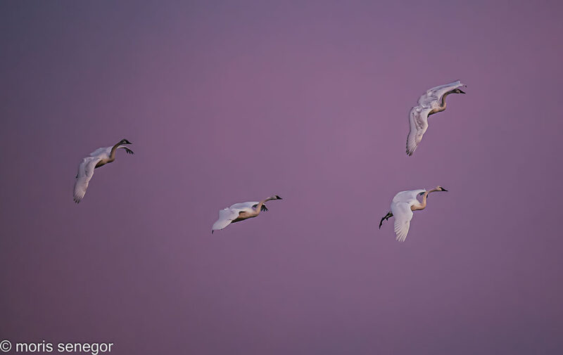Trumpeter swans in flight, Staten Island Road.
