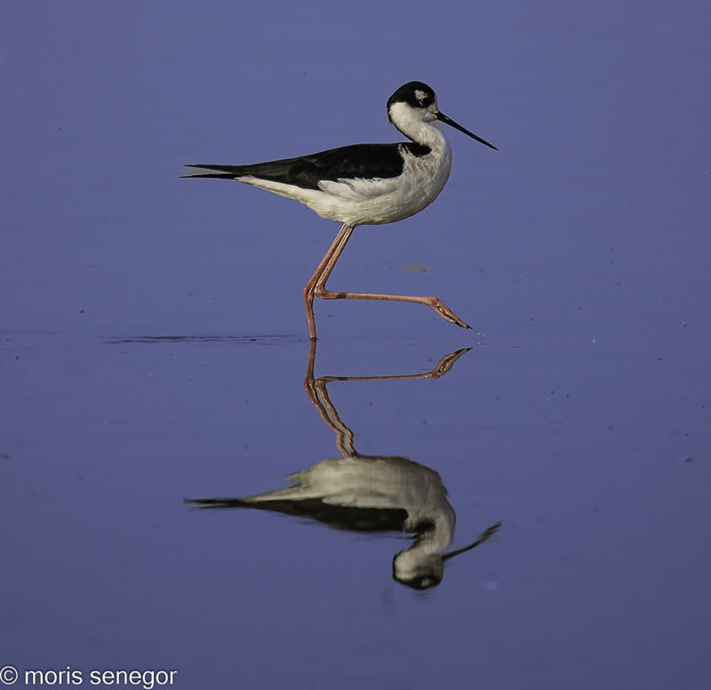 Black necked stilt, Desmond Road.