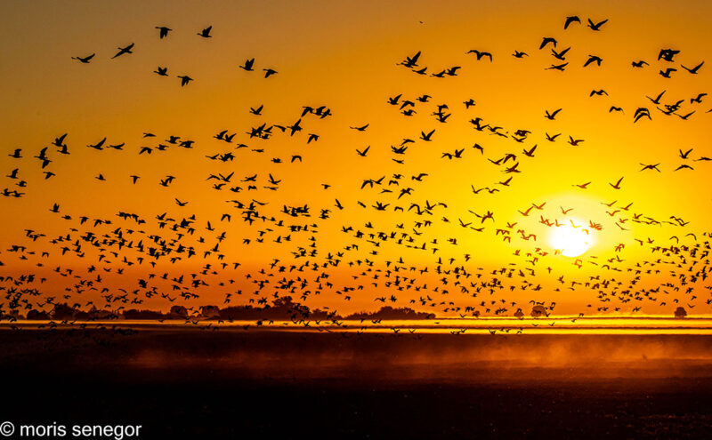 Hundreds of geese at Sunrise at Staten Island Road.