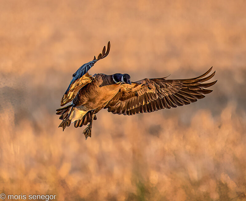 Canadian goose landing at sunset.