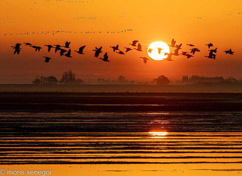 Geese in flight at sunrise, Staten Island Road.
