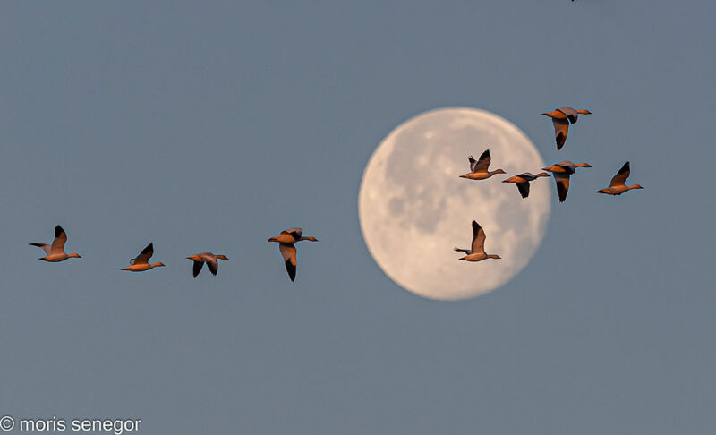 Geese in flight at moonset, Staten Island Road.