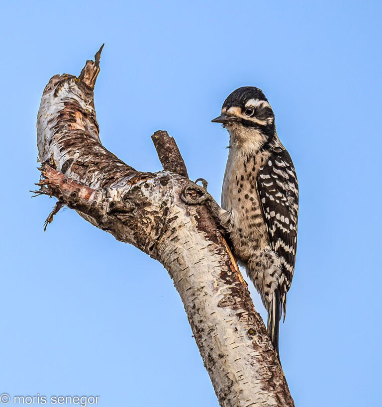 Female Downy Woodpecker.