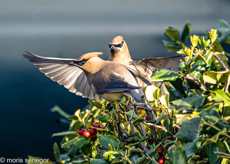 Cedar waxwings.