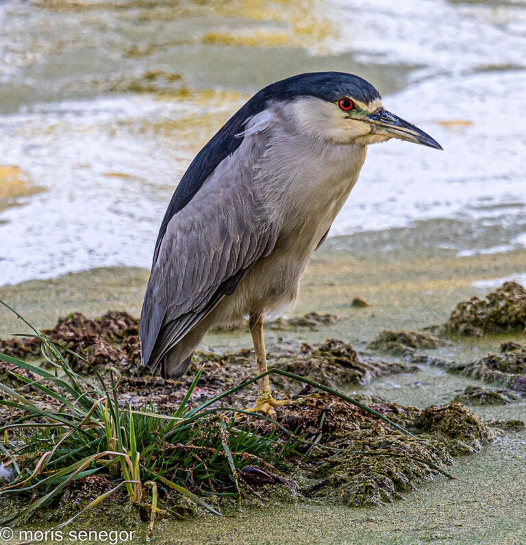 Black crowned night heron, Brookside.