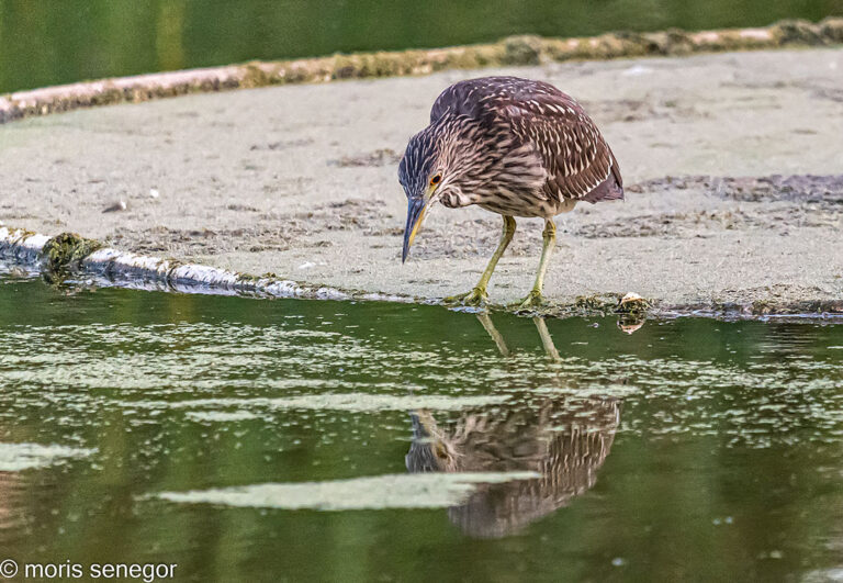 Juvenile black crowned night heron, Brookside.