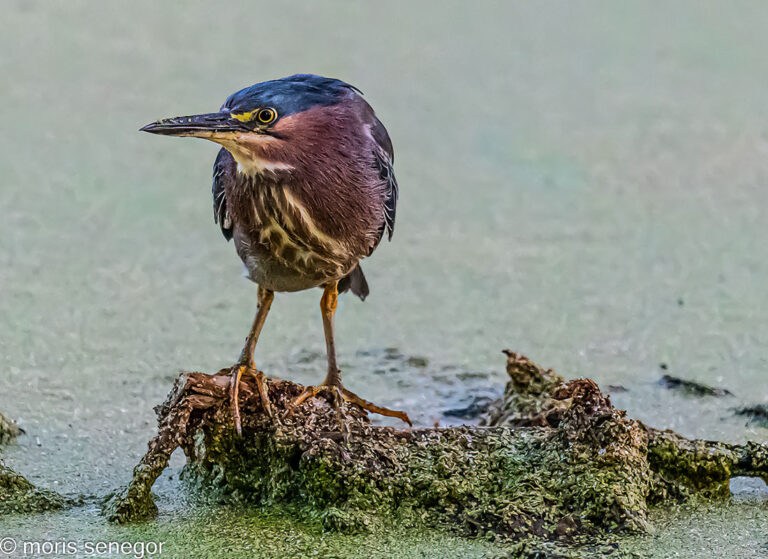 Green Heron, Brookside.