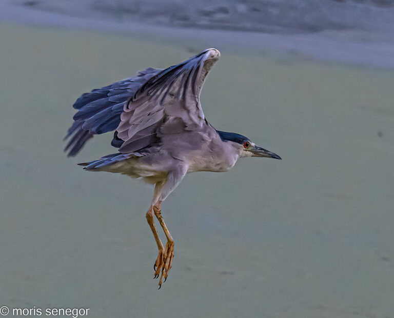 Black crowned night heron in flight, Brookside.