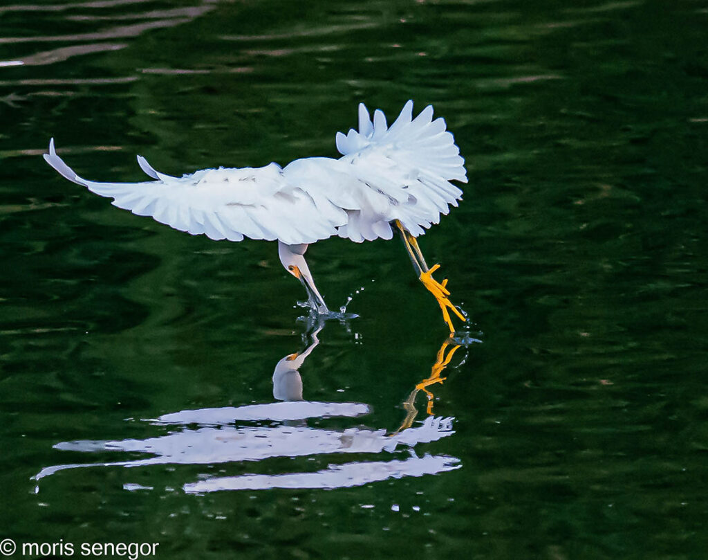 Snowy egret dipping its beak, Brookside.