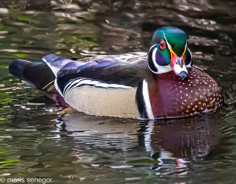 Wood duck, Lincoln Road.