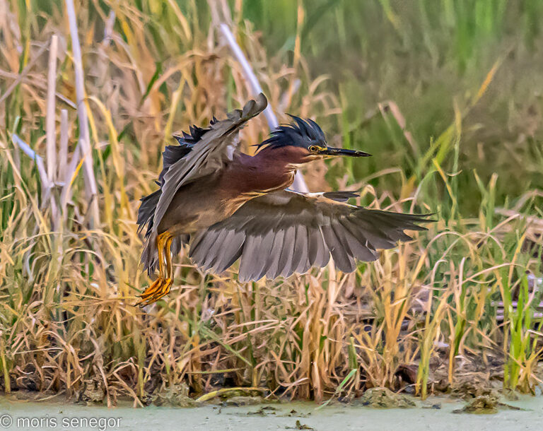 Green heron in flight, Lincoln Road.