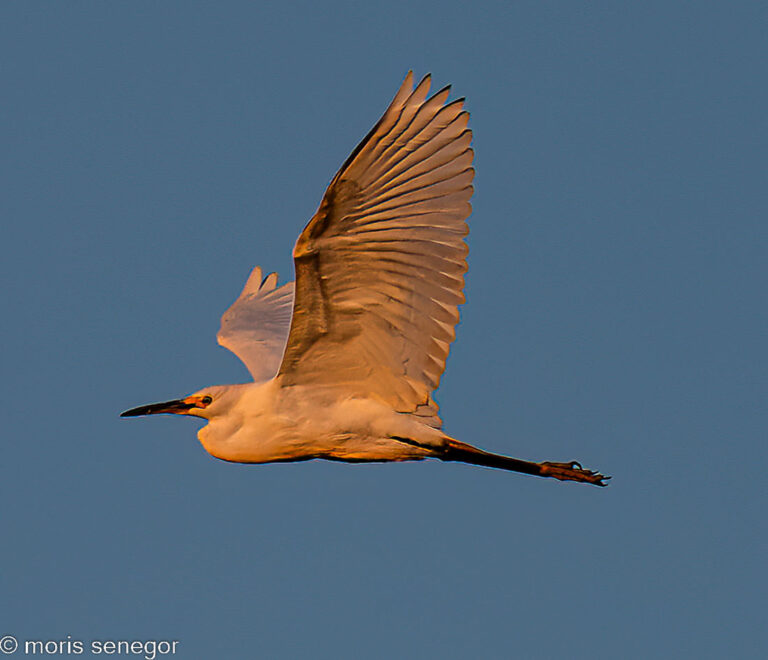 Great egret in flight, its feathers reflecting the sunset, Staten Island Road.