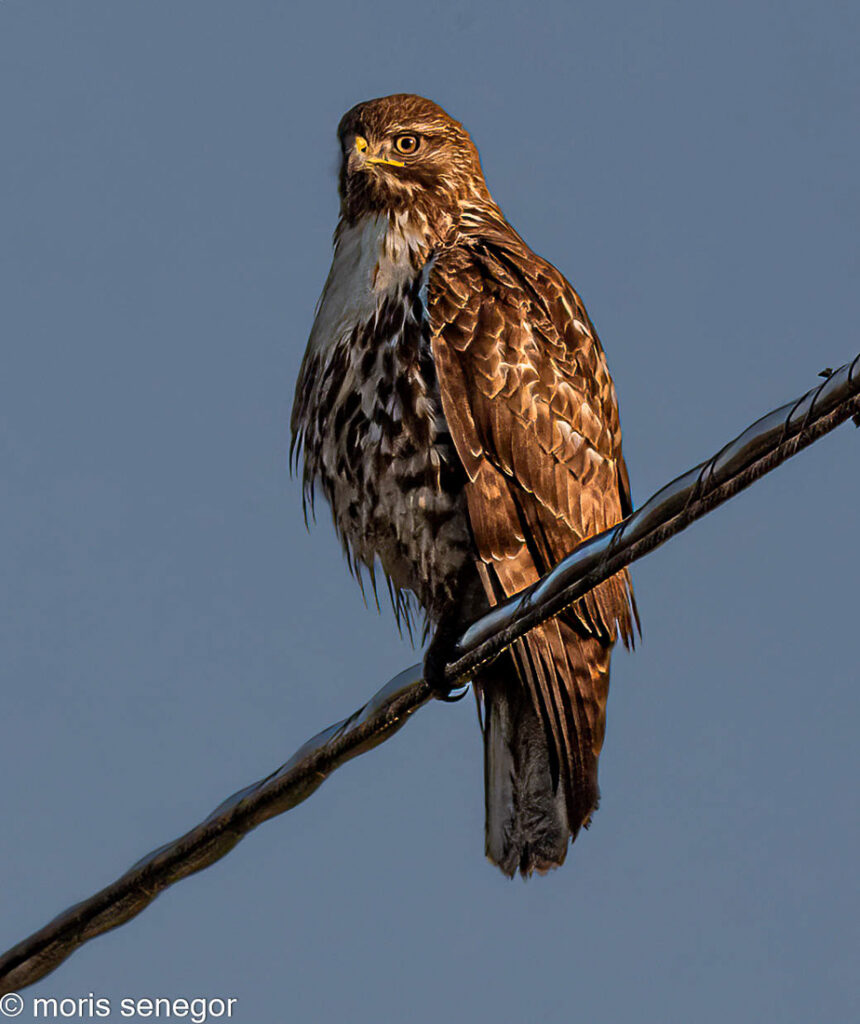 Red-shouldered hawk, on a wire.
