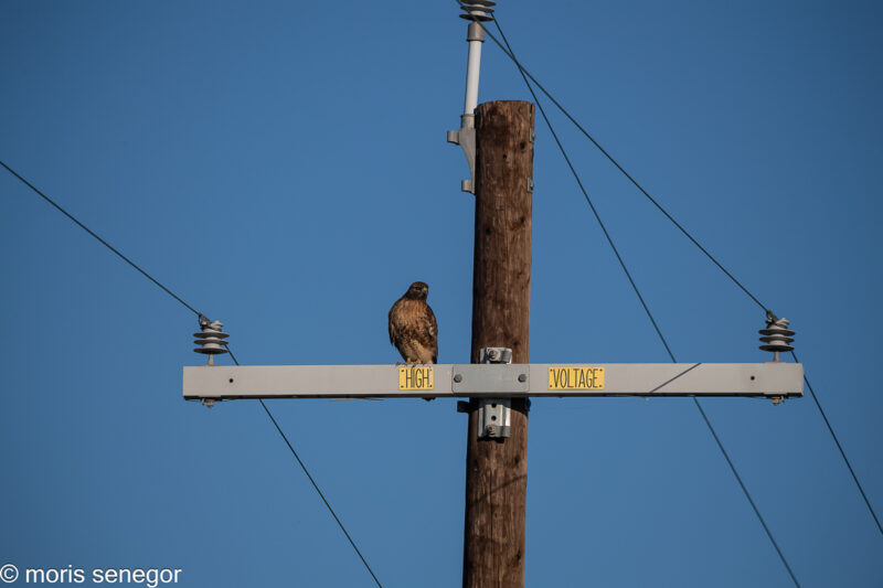 hawk atop a pole