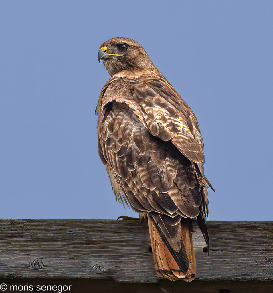 Red-tailed hawk, perched.