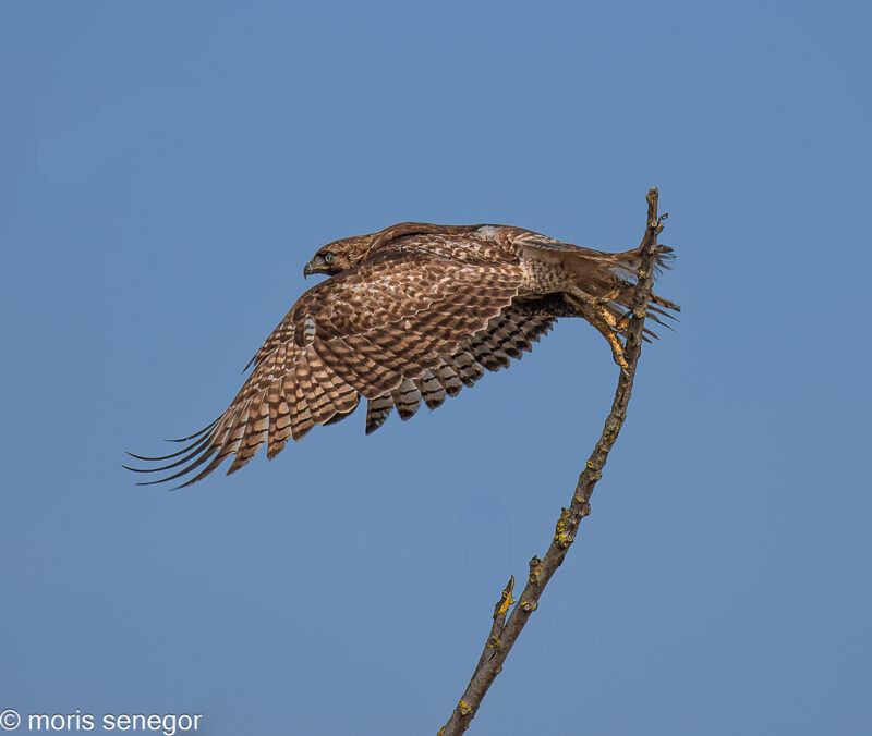 Red-tailed hawk about to take-off.