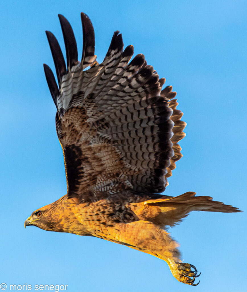 Red-tailed hawk in flight.