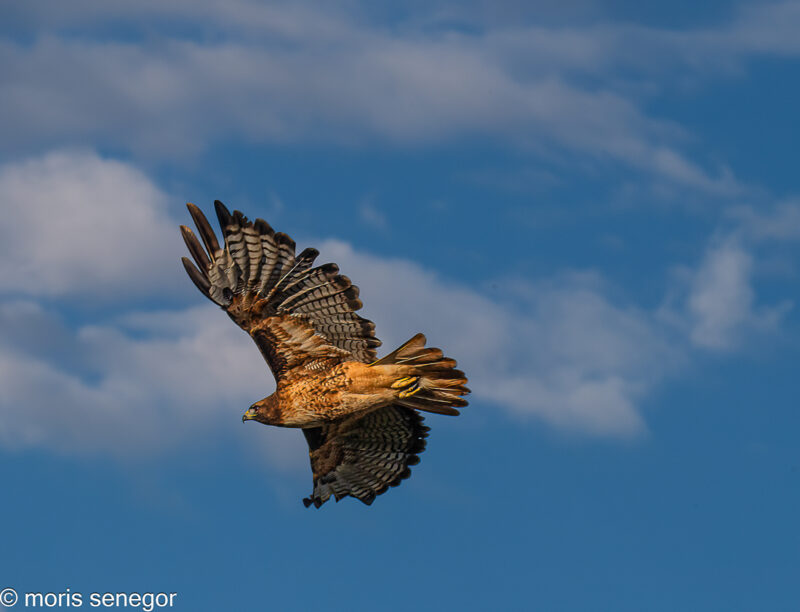 Red-tailed hawk in flight.