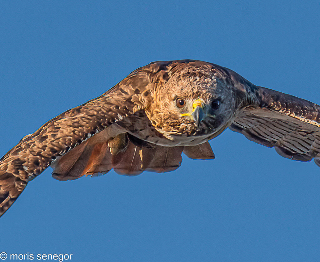  red-tailed hawk flying towards camera