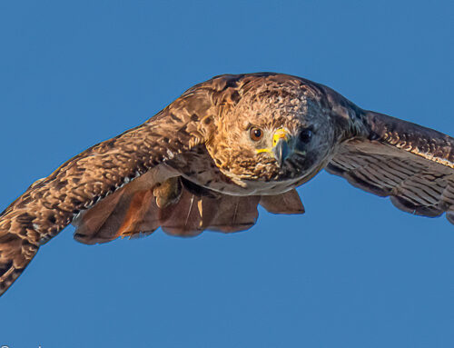 Photographing Hawks