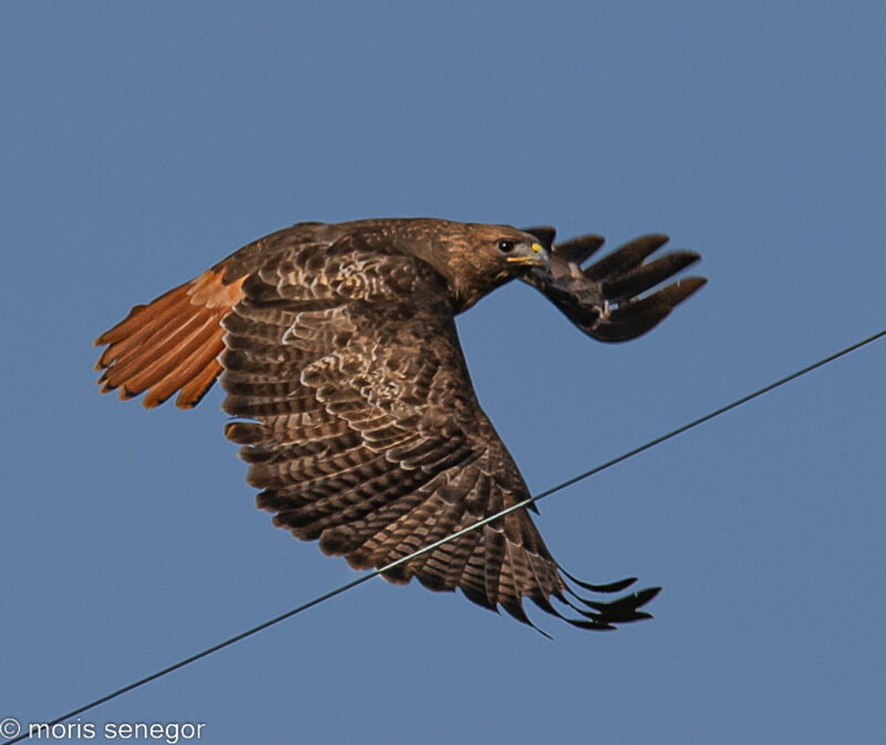 Wire across the red-tailed hawk’s wing, before, above, and after removal with healing tools, below