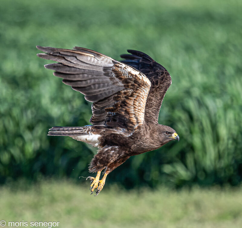 Swainson’s Hawk in flight. Field near French Camp.