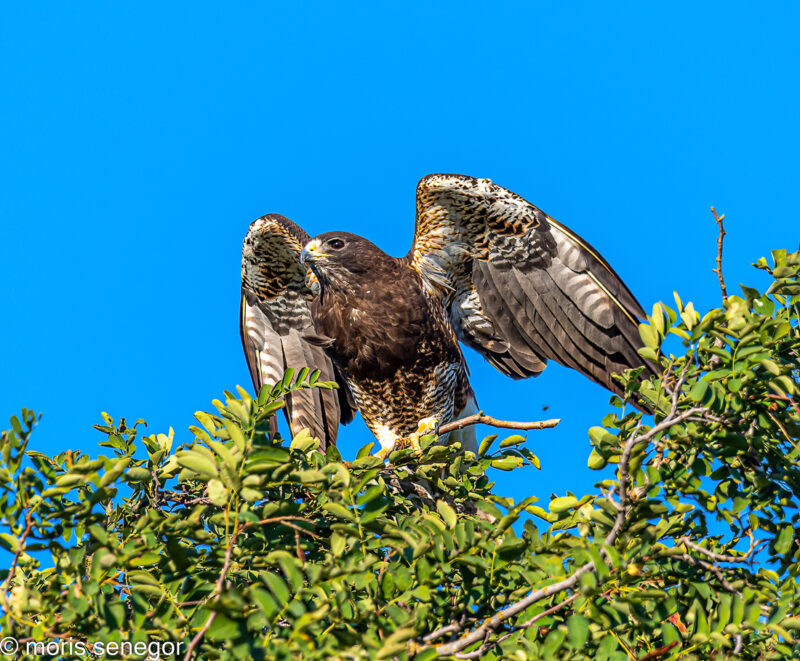 Swainson’s Hawk take-off sequence