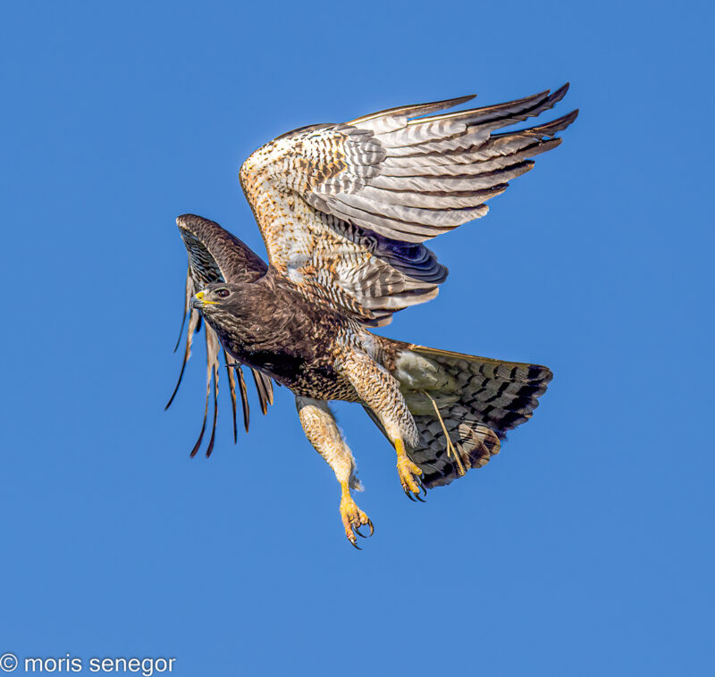 Swainson’s Hawk take-off sequence