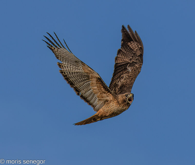 Swainson’s hawk screaming while in flight.