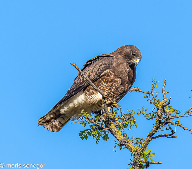 Swainson’s hawk perched on a tree on Manthey Road, near French Camp Road.