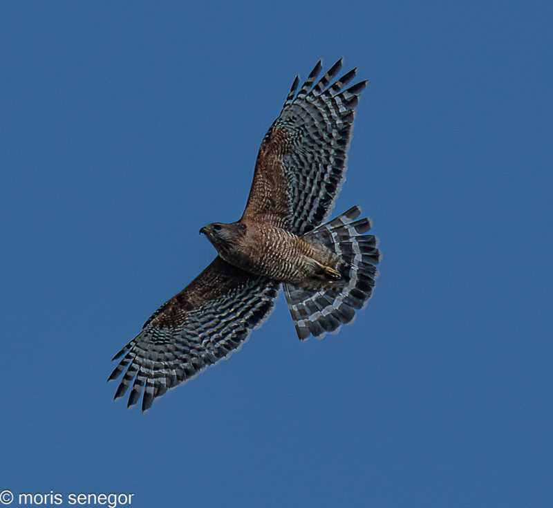 Red-shouldered hawk in flight; San Joaquin General Hospital campus.