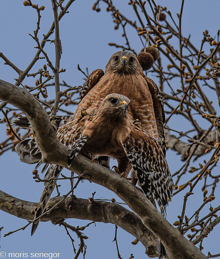 Above and below photos: Red-shouldered hawks mating. San Joaquin General Hospital Campus.