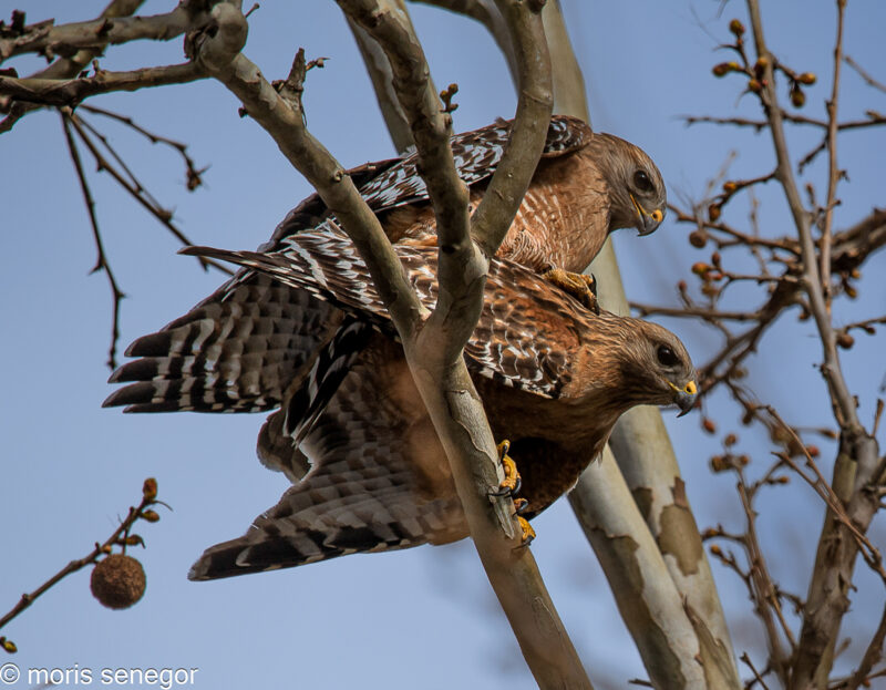 Red-shouldered hawks nesting