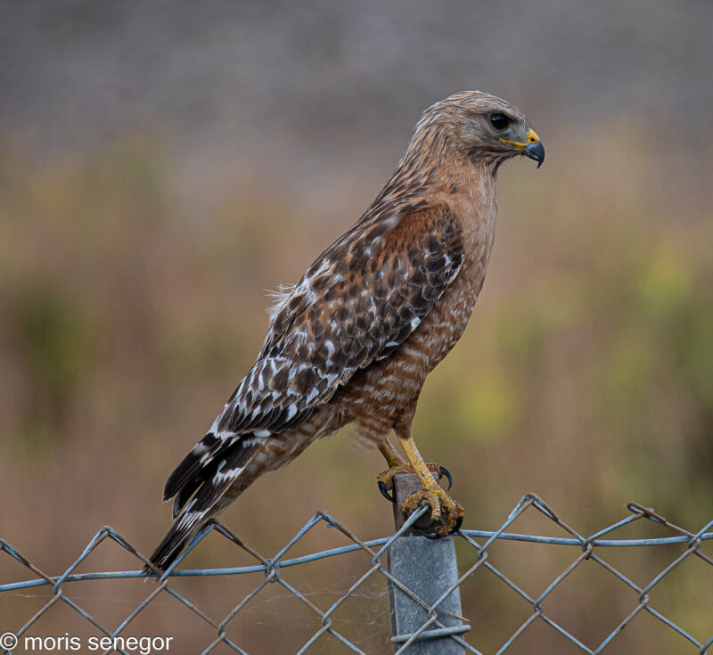 Juvenile red-shouldered Hawk; Manthey Road, San Joaquin General Hospital Campus.