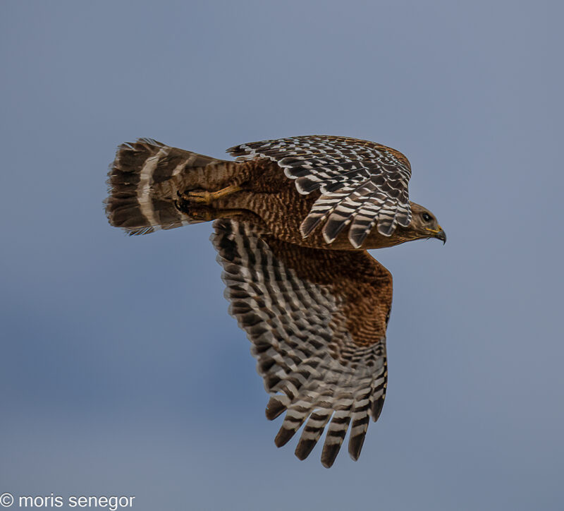 Juvenile red-shouldered hawk in flight; Manthey Road.